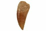 Serrated, Raptor Tooth - Real Dinosaur Tooth #208331-1